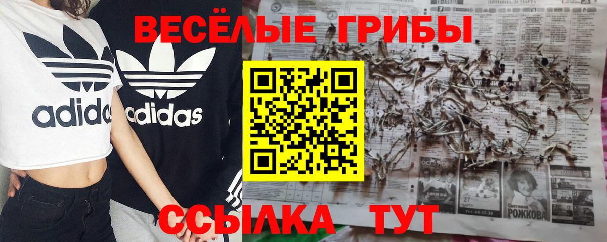 Галлюциногенные грибы Psilocybe Ачхой-Мартан